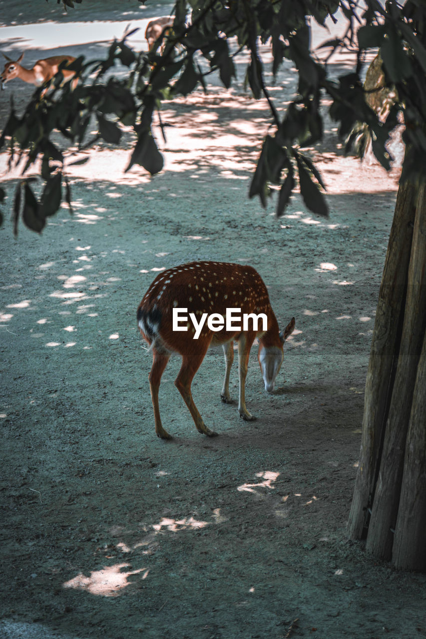 High angle view of deer in forest