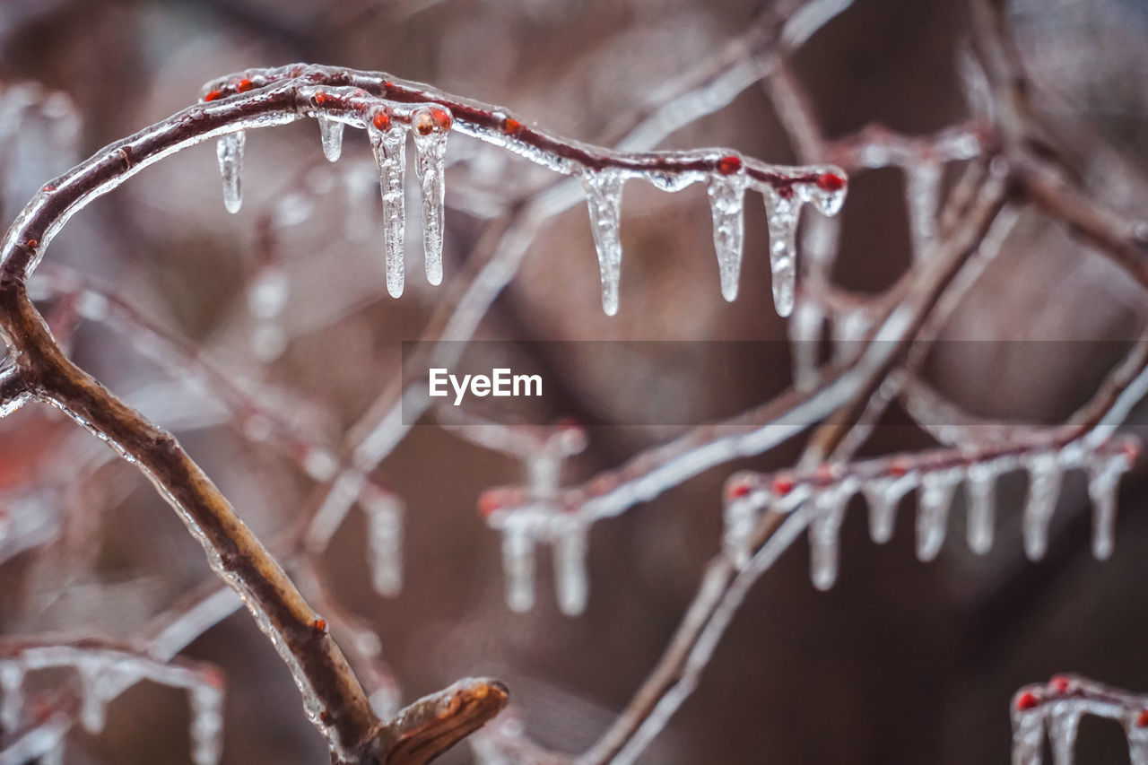 Close-up of icicles on branch during winter