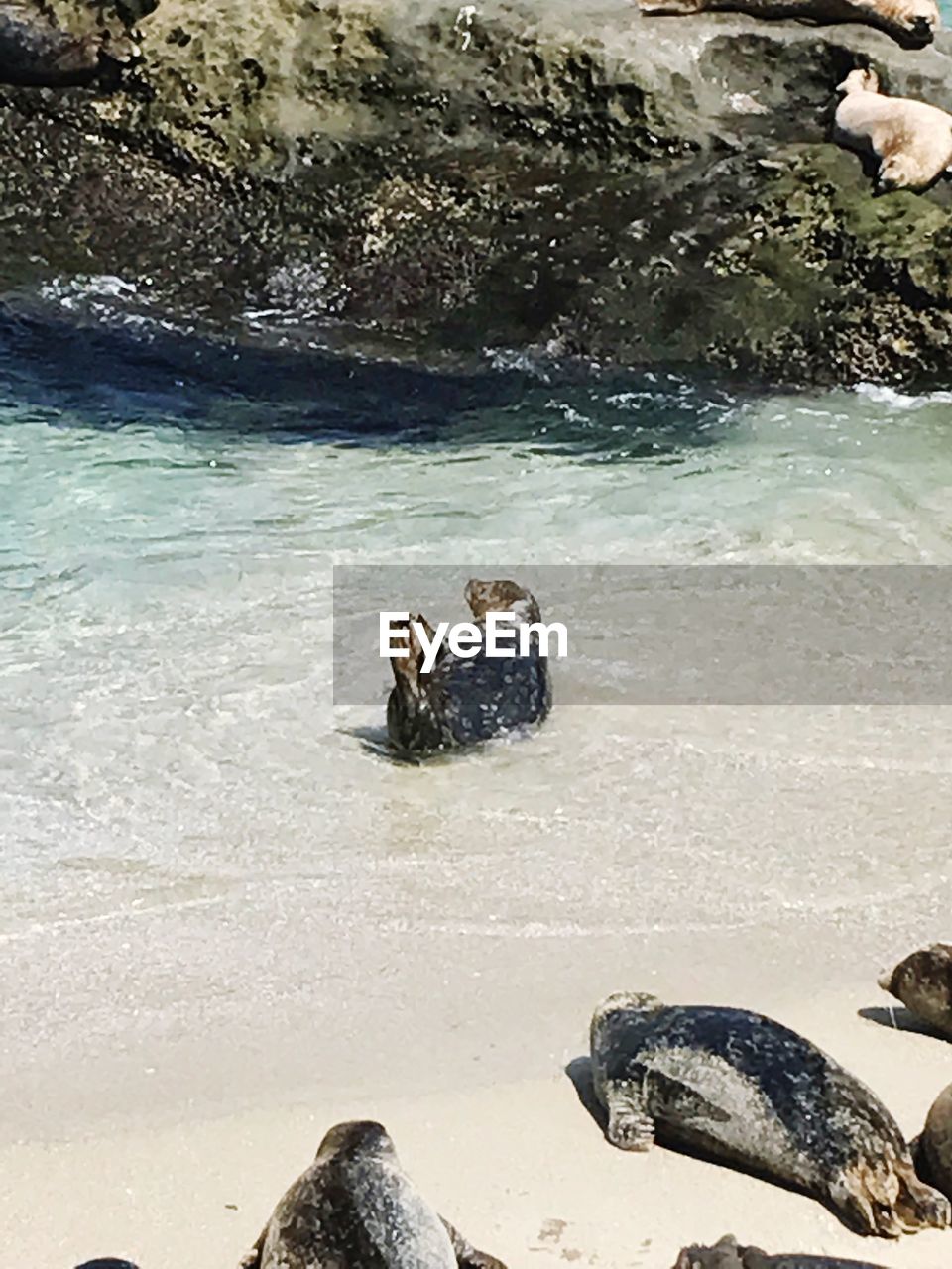 HIGH ANGLE VIEW OF CRAB SWIMMING ON BEACH