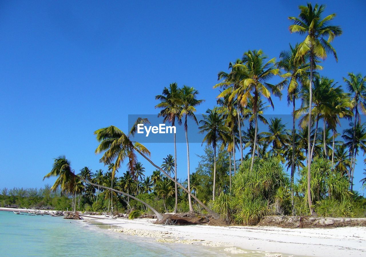 Palm trees on beach against clear blue sky