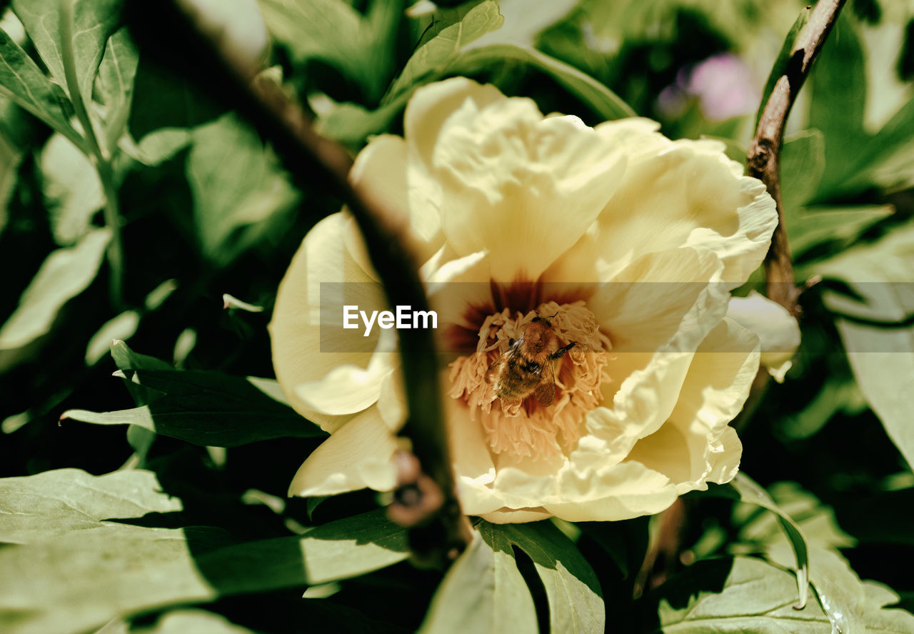 CLOSE-UP OF WHITE FLOWERS BLOOMING OUTDOORS