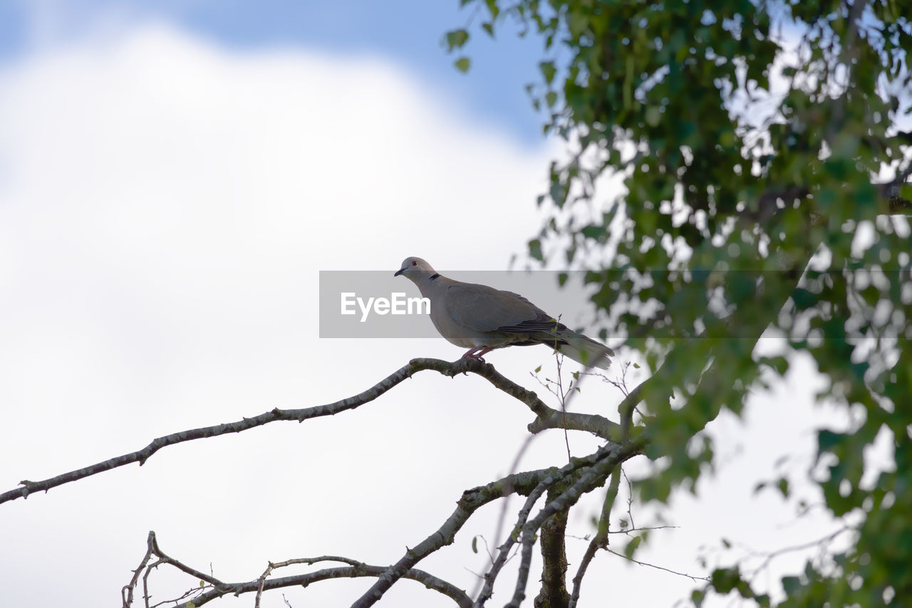 Gentle sunlight hits the face and red eye of this wild british collared dove. blue sky and clouds