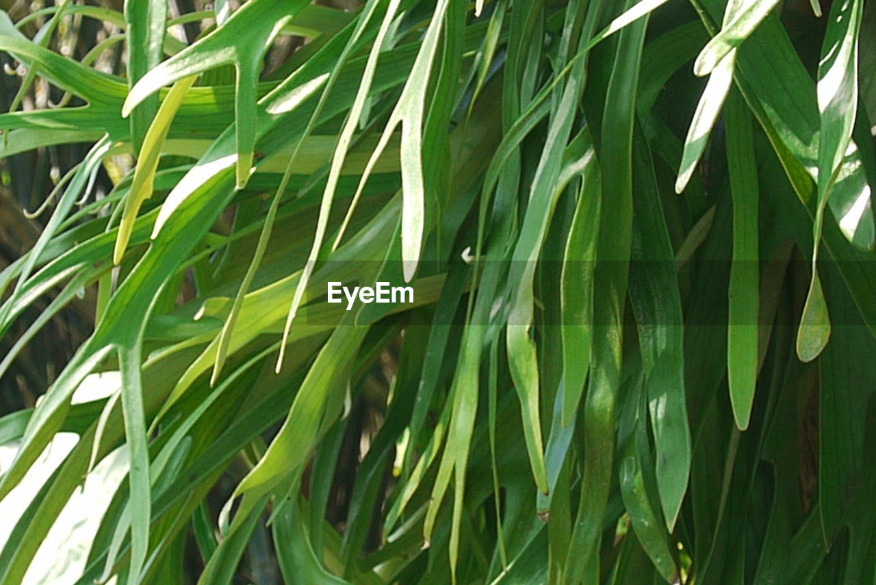 green, plant, growth, grass, leaf, plant part, nature, beauty in nature, flower, no people, close-up, day, full frame, tree, backgrounds, tranquility, plant stem, field, land, outdoors, lawn, sunlight, freshness, agriculture