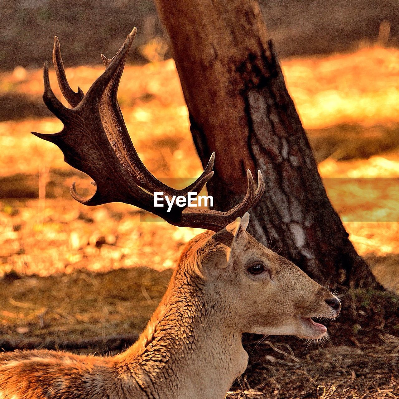 Close-up of deer on tree trunk