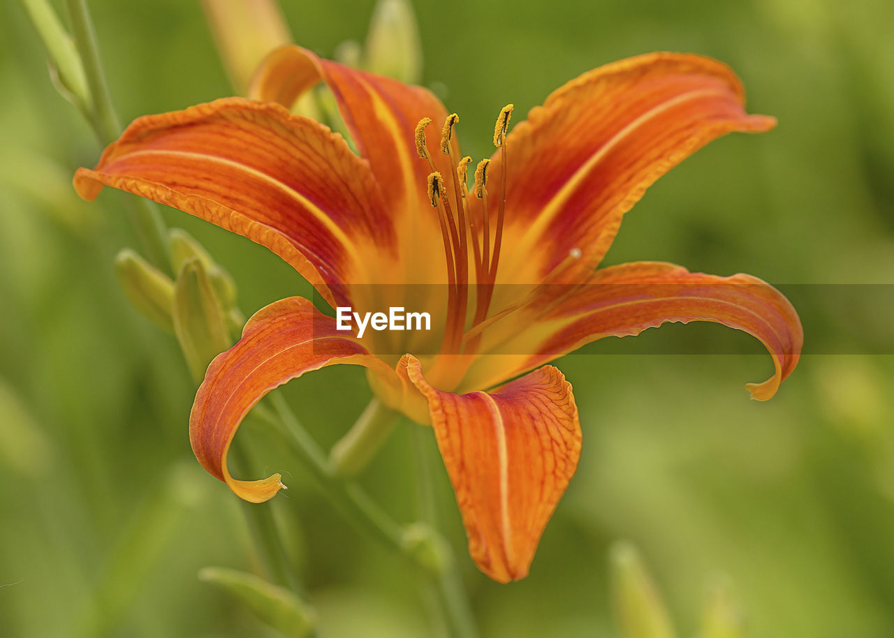CLOSE-UP OF ORANGE DAY LILY ON PLANT