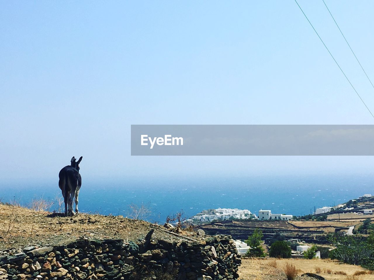 VIEW OF HORSE STANDING ON LANDSCAPE