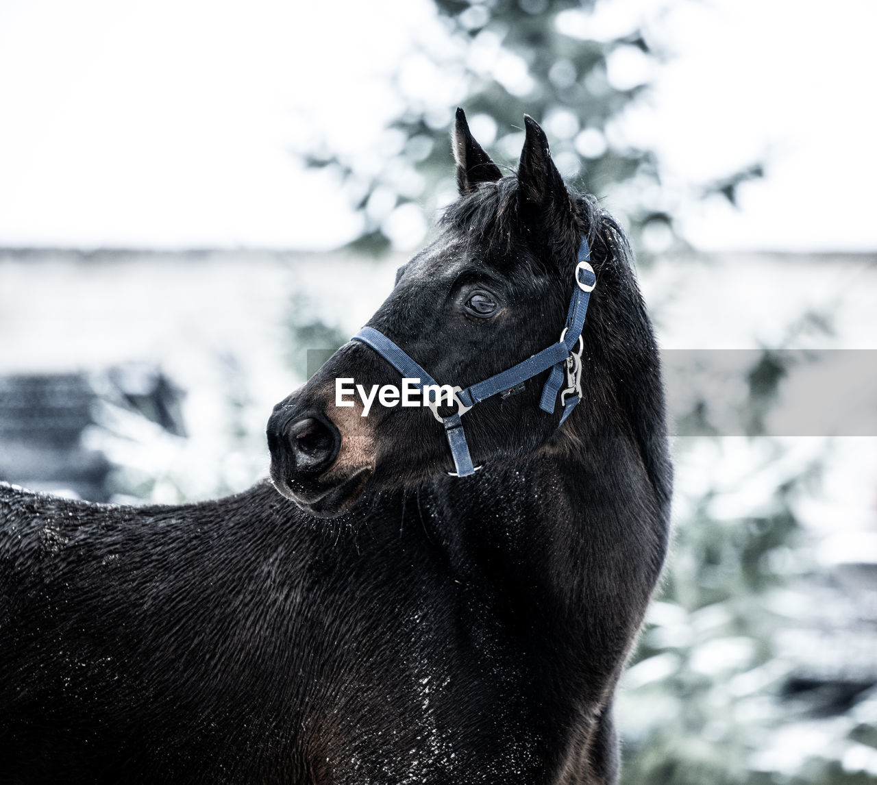 Close-up of a horse on snow