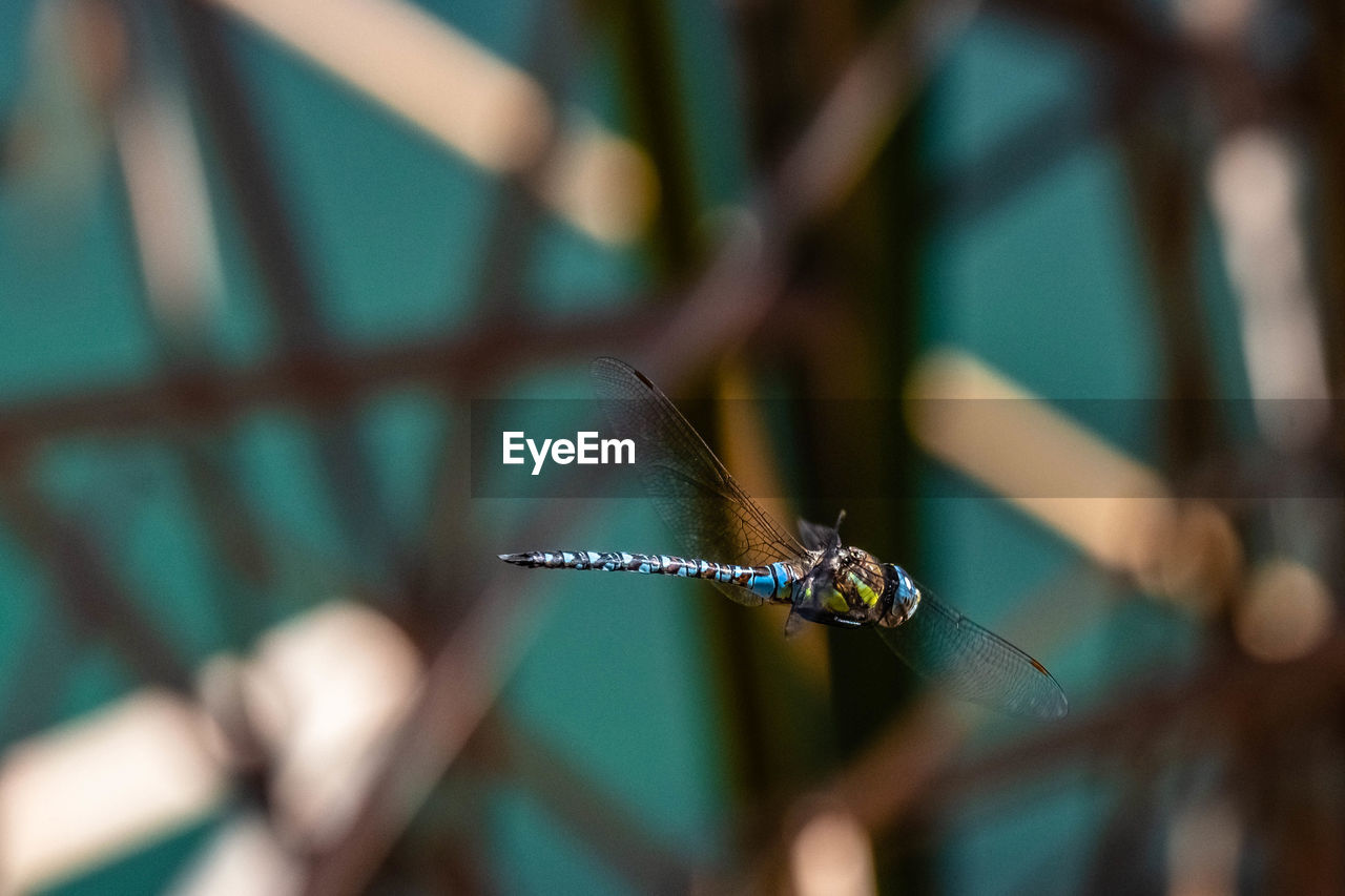 CLOSE-UP OF DRAGONFLY ON A LEAF