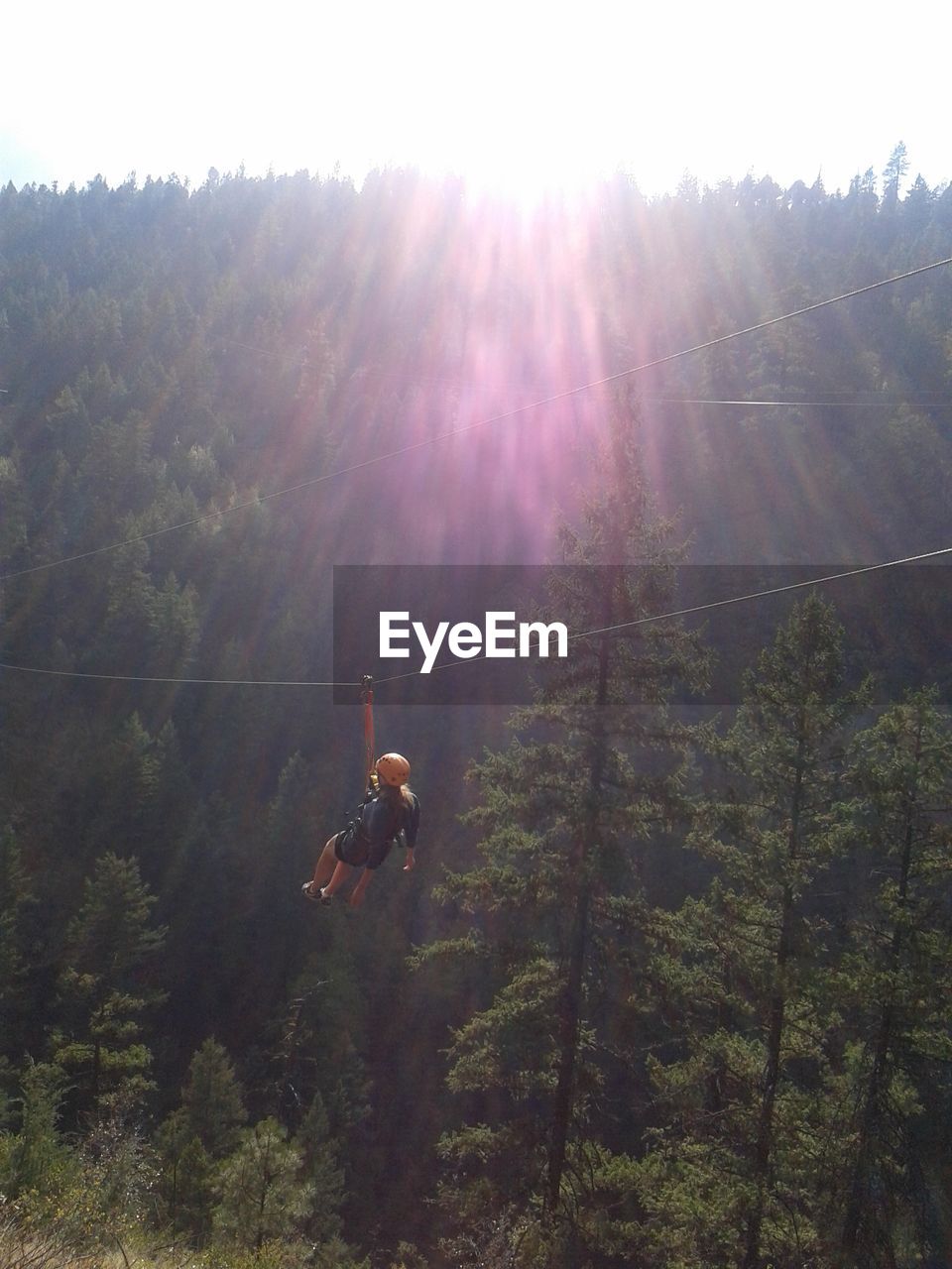 SCENIC VIEW OF FOREST AGAINST BRIGHT SUN