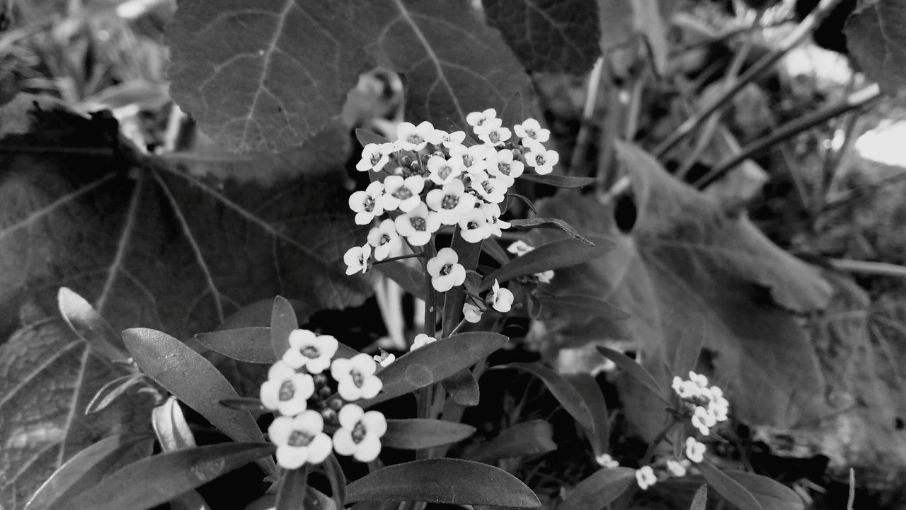 CLOSE-UP OF FLOWERS BLOOMING