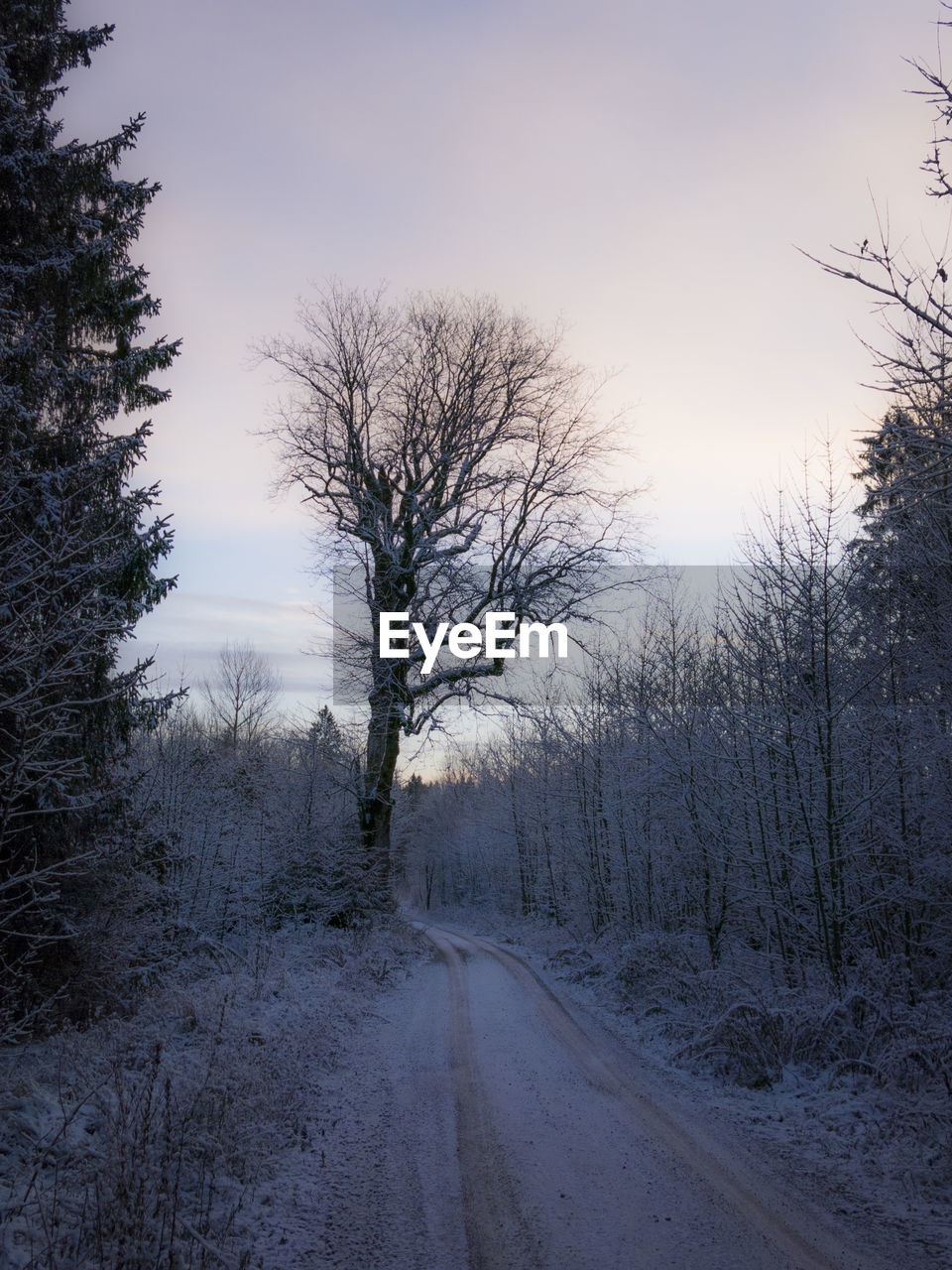 Bare trees on road against sky during winter