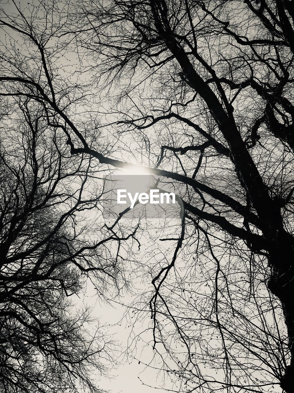 LOW ANGLE VIEW OF BARE TREE AGAINST SKY