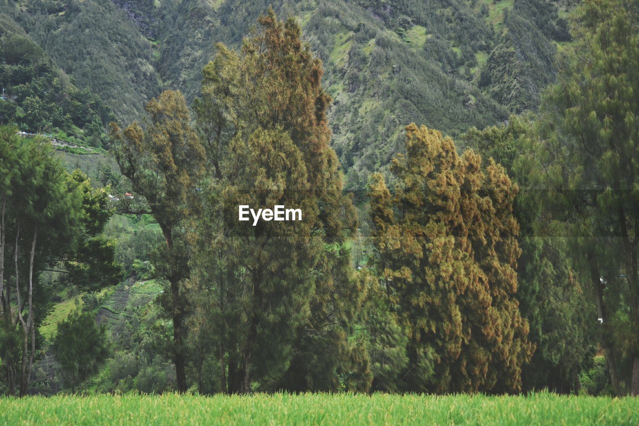 CLOSE-UP OF TREE IN FOREST