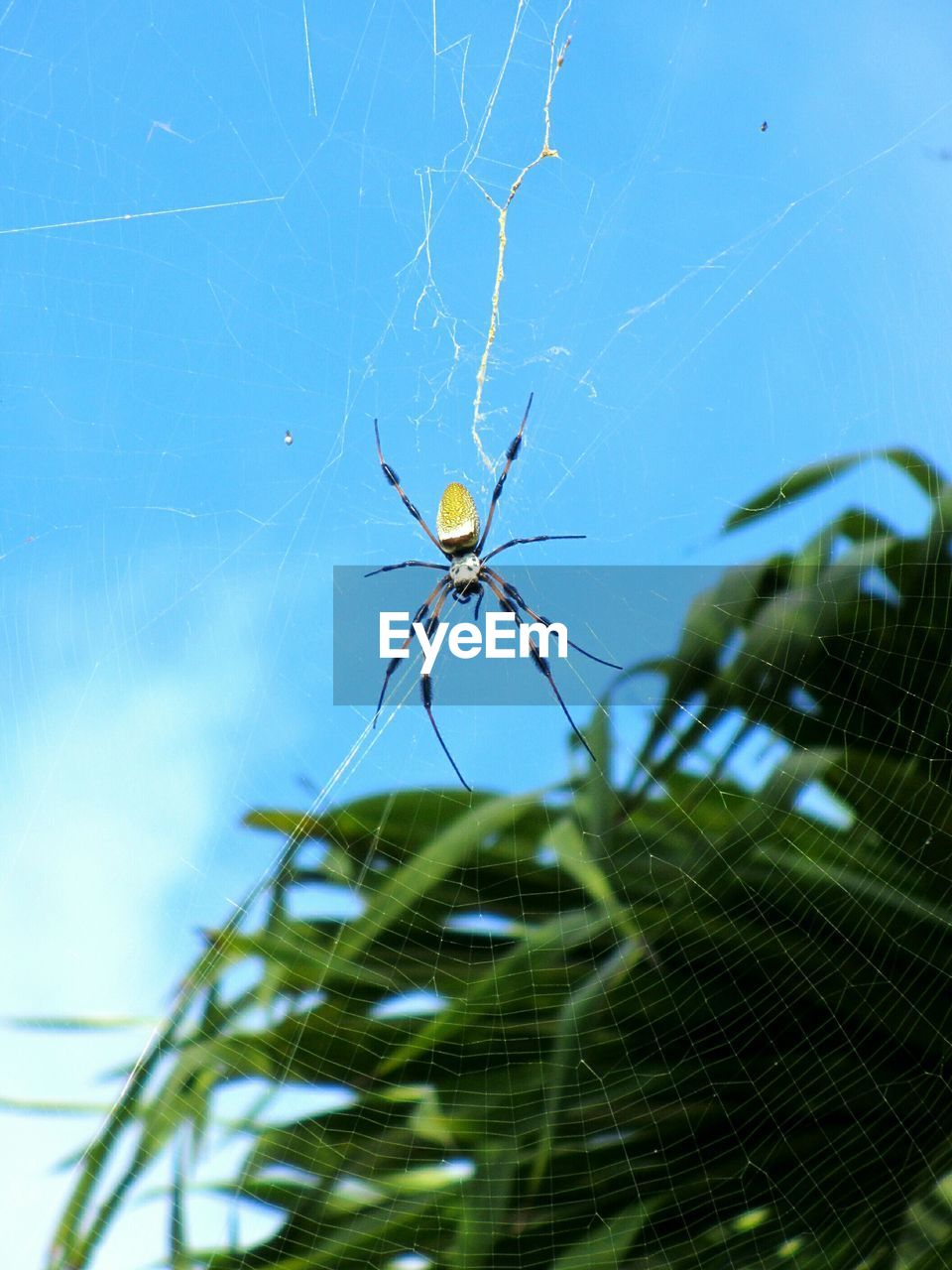 Low angle view of golden silk orb-weaver spider against blue sky