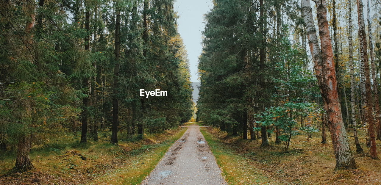 Road amidst trees in forest