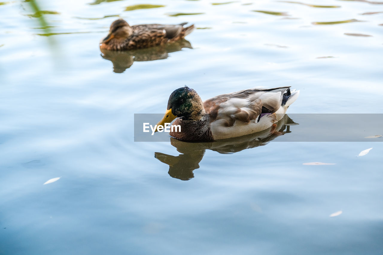 HIGH ANGLE VIEW OF DUCKS SWIMMING ON LAKE