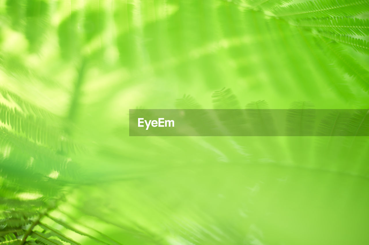 CLOSE-UP OF PALM TREE LEAVES