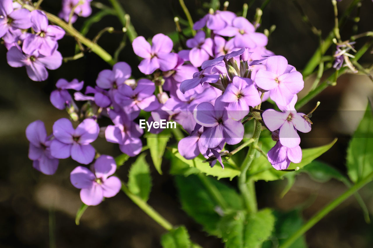 CLOSE-UP OF PURPLE FLOWERS BLOOMING