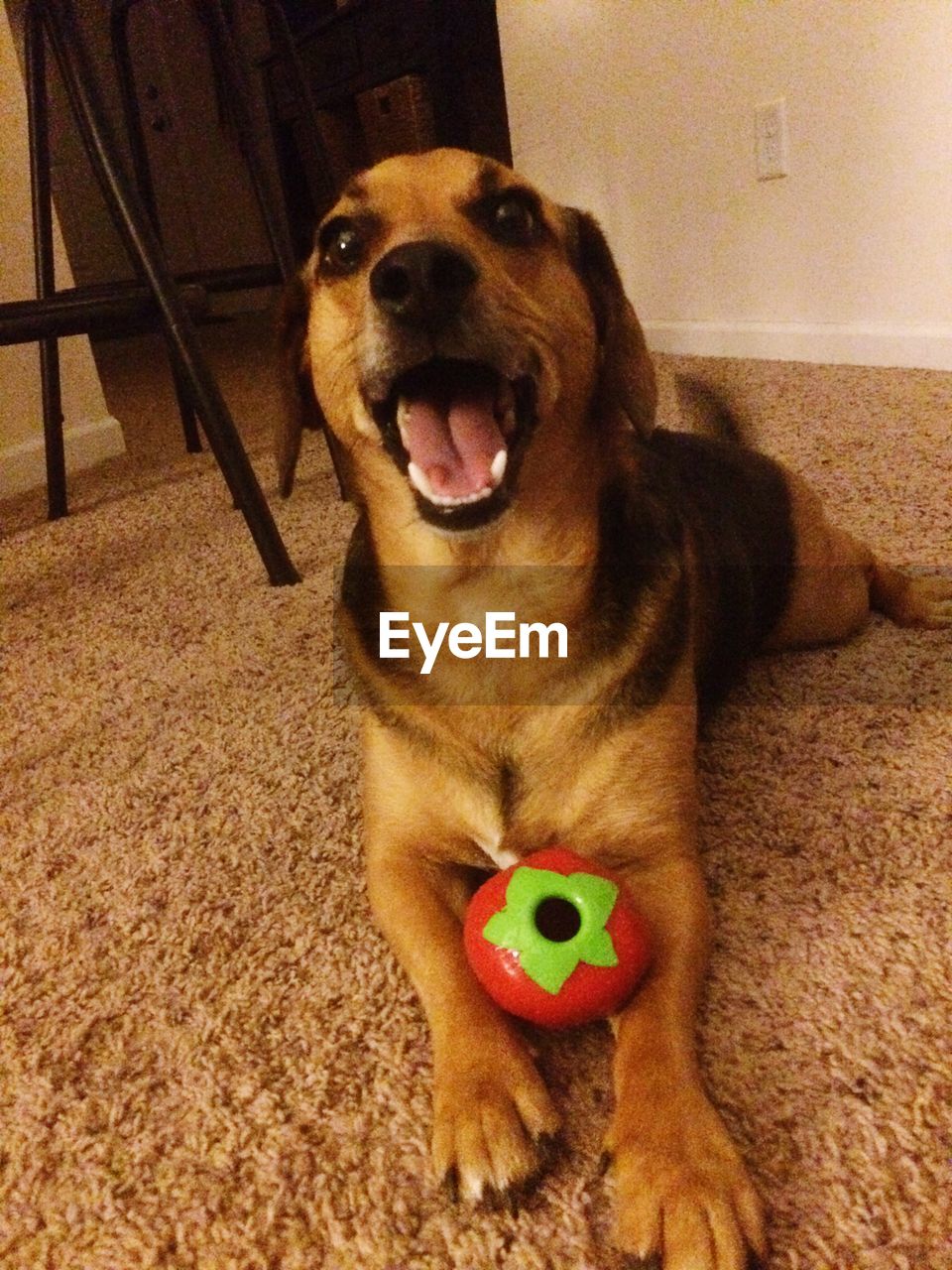 CLOSE-UP OF DOG STICKING OUT TONGUE