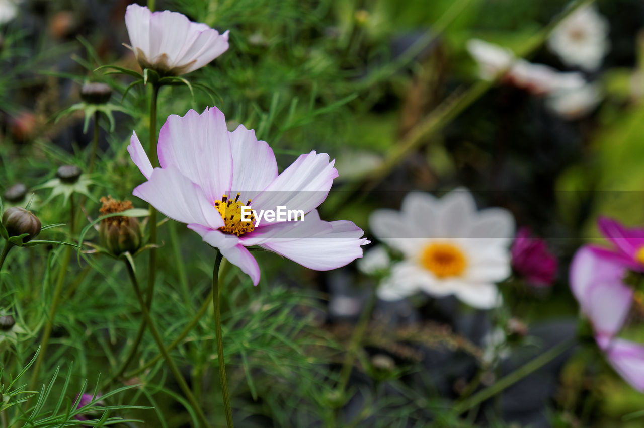 Close-up of crocus blooming outdoors