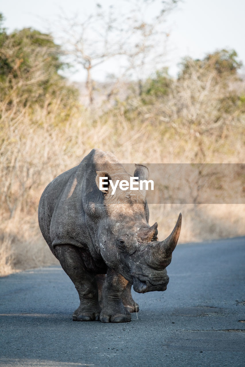 Rhinoceros on road in forest