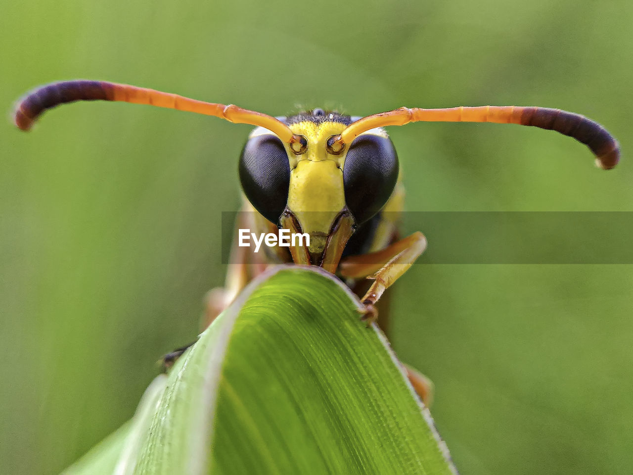 CLOSE-UP OF GRASSHOPPER ON FLOWER