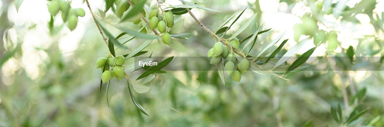 plant, grass, growth, green, nature, agriculture, no people, leaf, plant part, close-up, food, beauty in nature, food and drink, flower, crop, field, branch, landscape, cereal plant, land, outdoors, environment, selective focus, meadow, rural scene, freshness, day, focus on foreground, sunlight, tree, backgrounds, summer, plant stem, tranquility