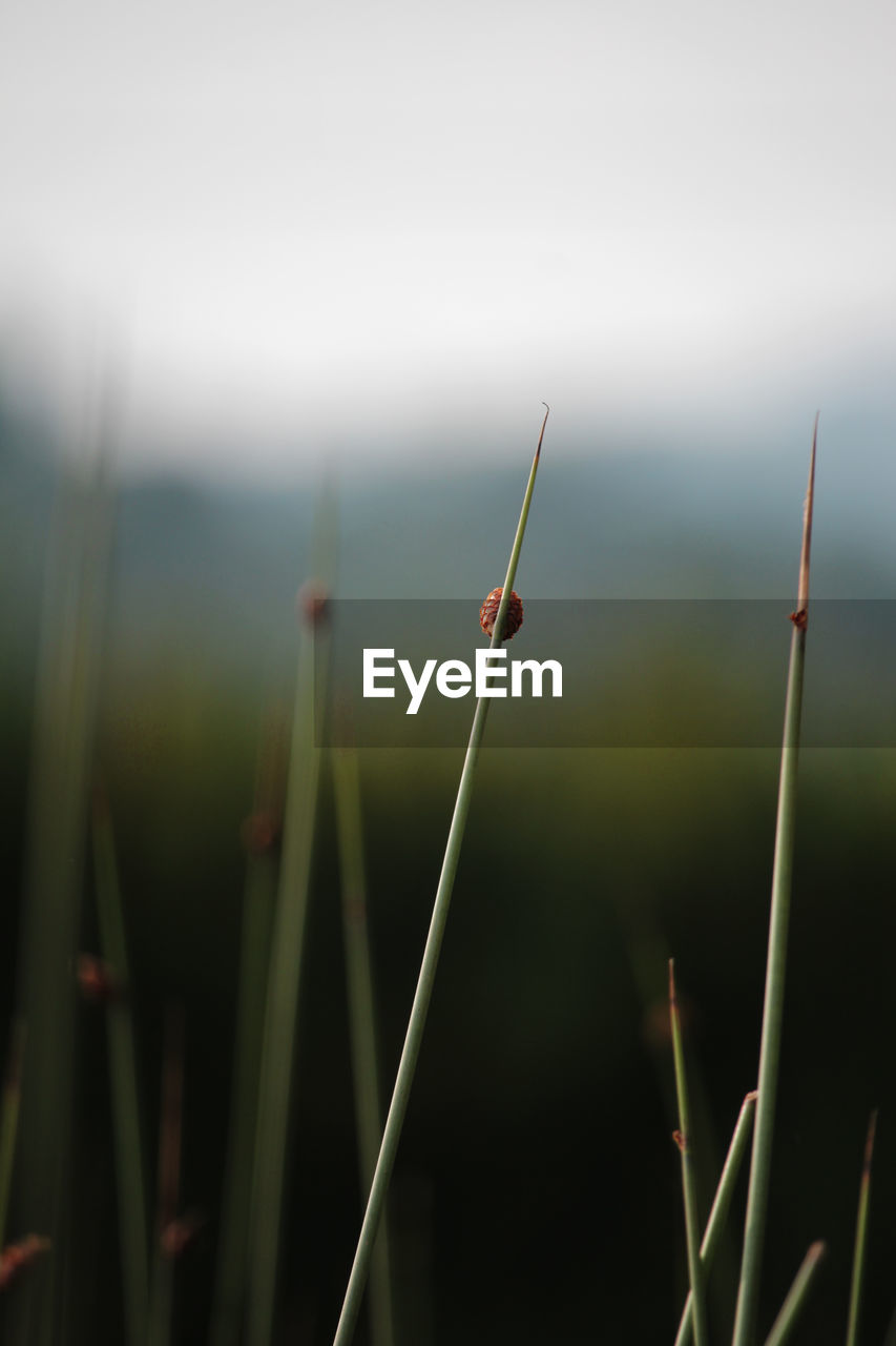 CLOSE-UP OF PLANT IN GRASS