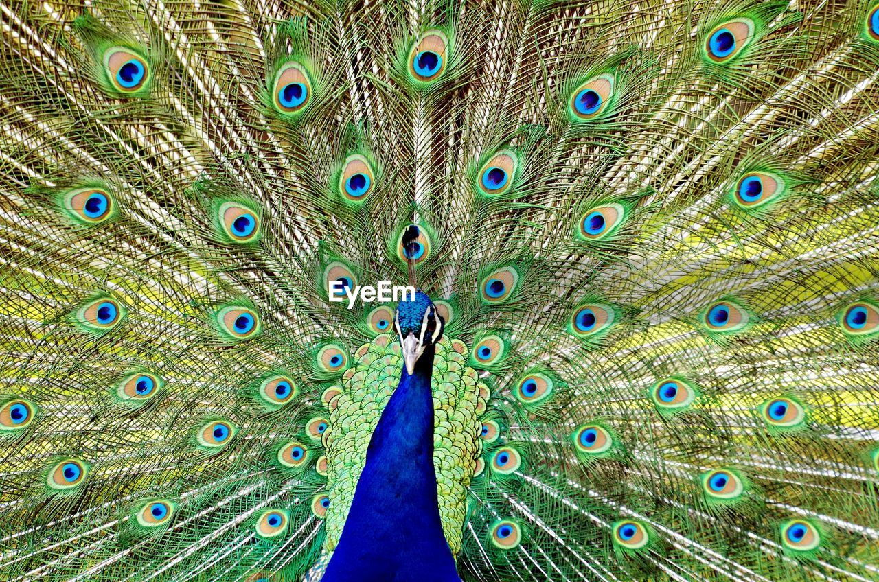 CLOSE-UP OF PEACOCK WITH FEATHERS IN BLUE BACKGROUND