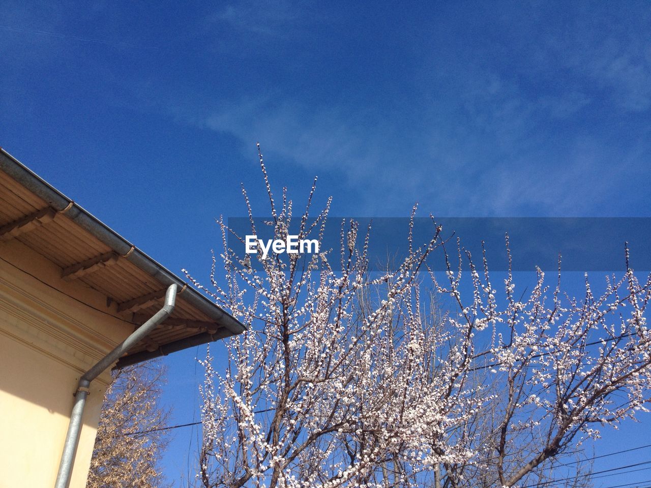 LOW ANGLE VIEW OF CHERRY TREE AGAINST SKY