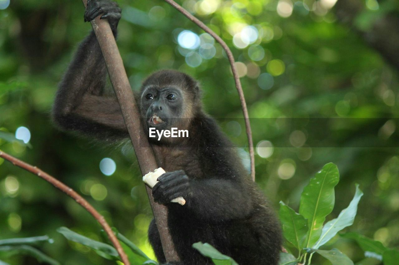 Close-up of monkey on tree branch