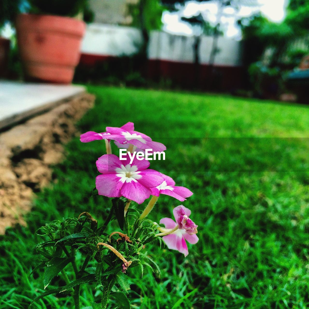 CLOSE-UP OF PINK FLOWERS BLOOMING