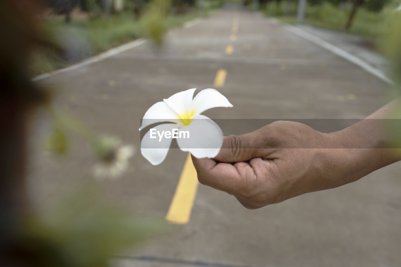 CLOSE-UP OF HAND HOLDING WHITE ROSE FLOWER