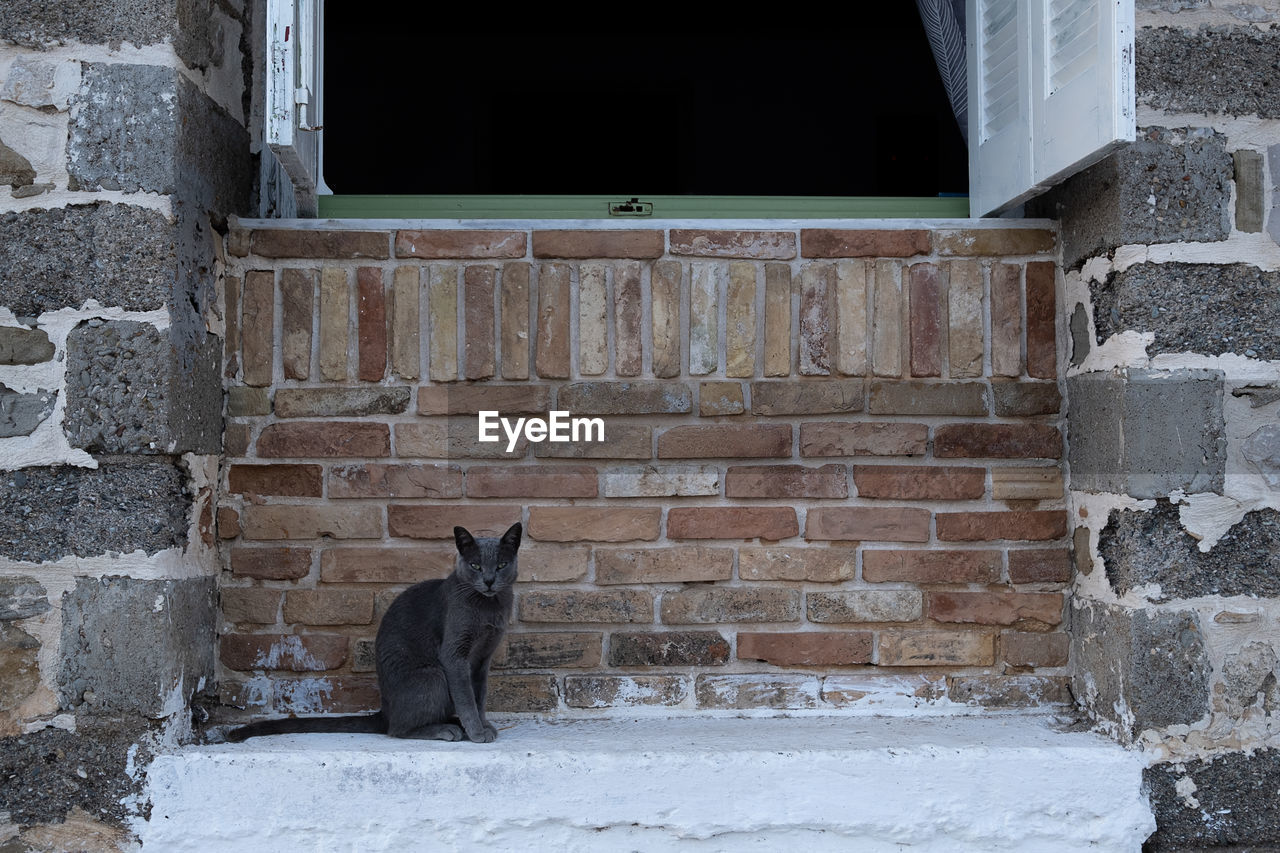 Grey cat against brick wall