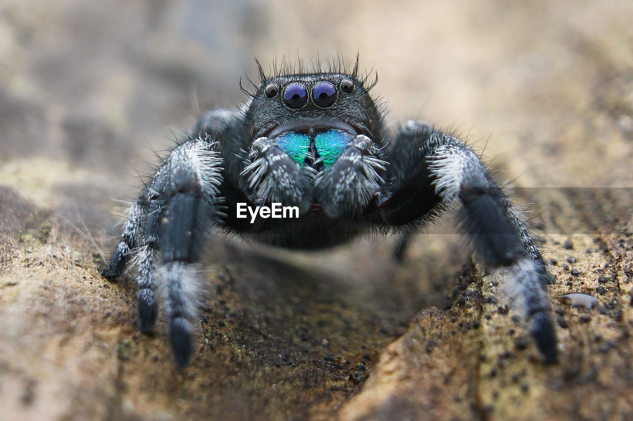 CLOSE-UP OF SPIDER IN THE ROCK