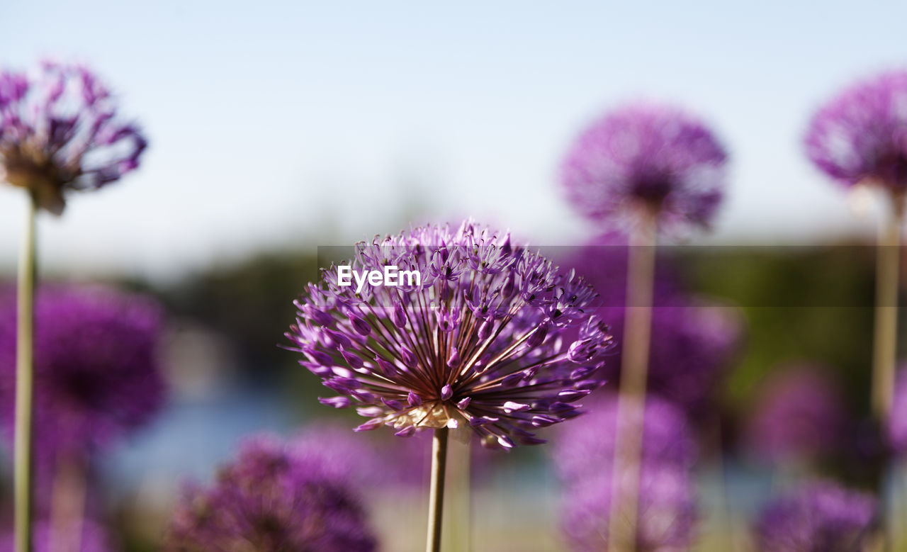 Pink flowers of amateur growers near the river