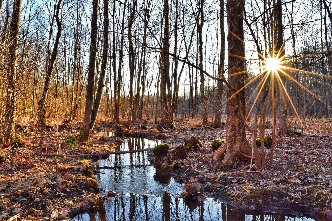 Sun shining through trees in forest