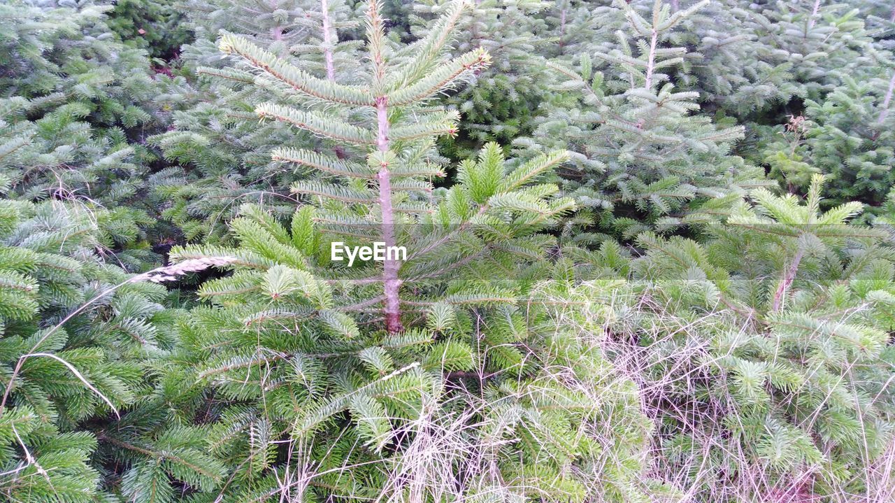 HIGH ANGLE VIEW OF TREES IN FIELD