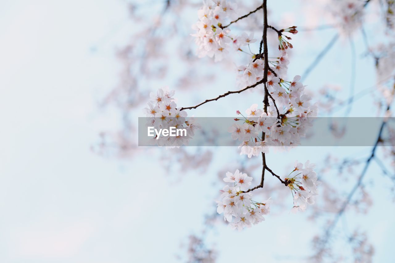 Close-up of cherry blossom