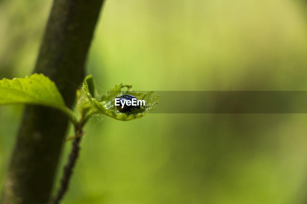 CLOSE-UP OF HOUSEFLY ON LEAF