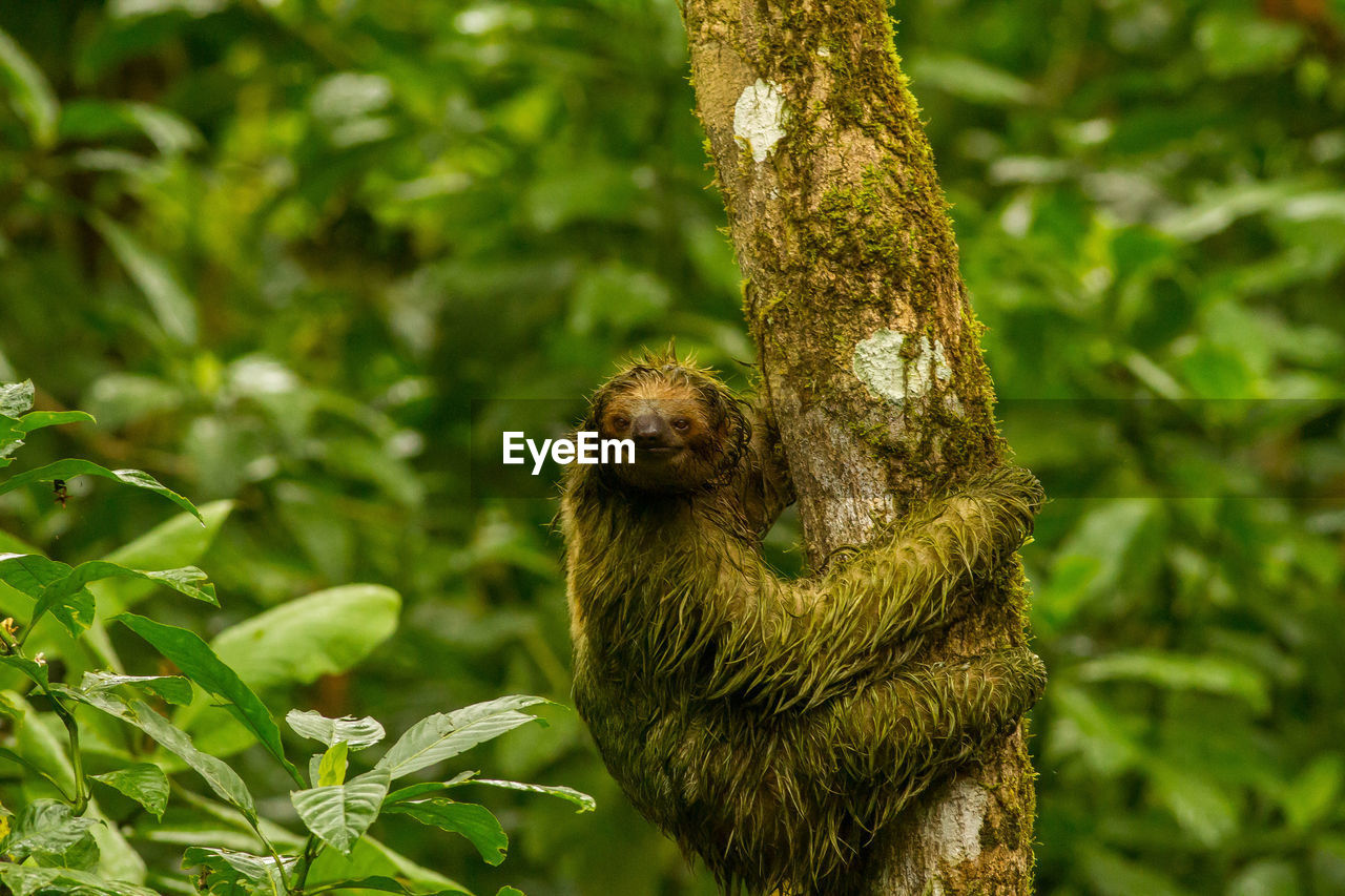 Close-up of sloth on tree