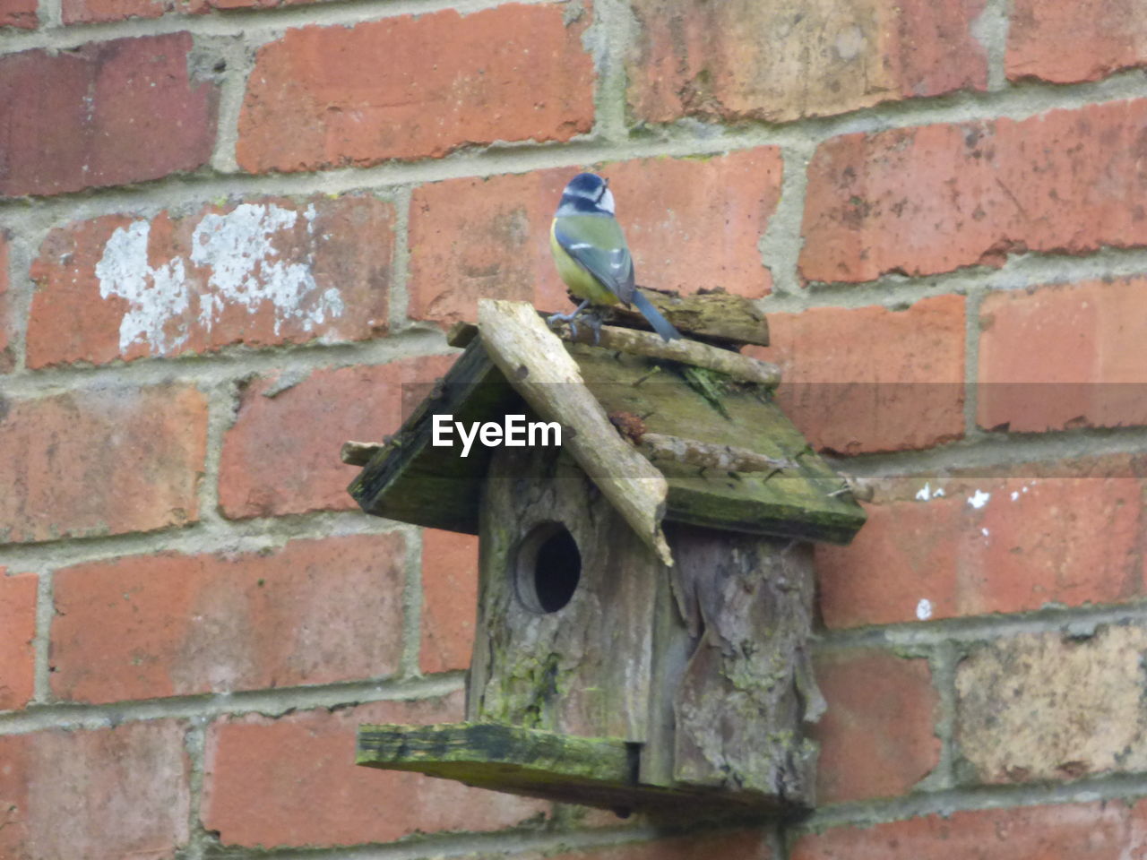 CLOSE-UP OF BIRDHOUSE ON STONE WALL