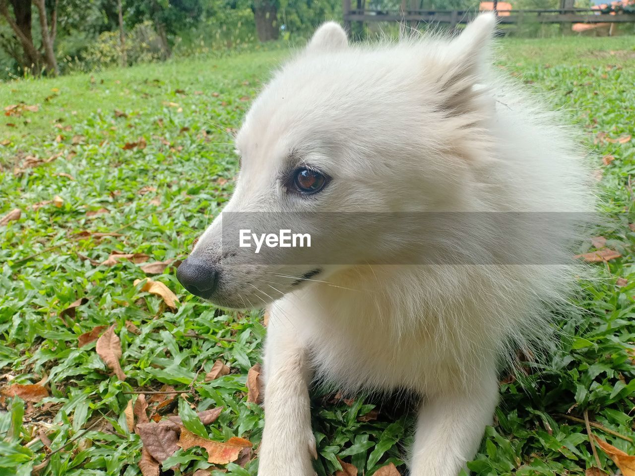 CLOSE-UP OF A DOG LOOKING AWAY ON FIELD