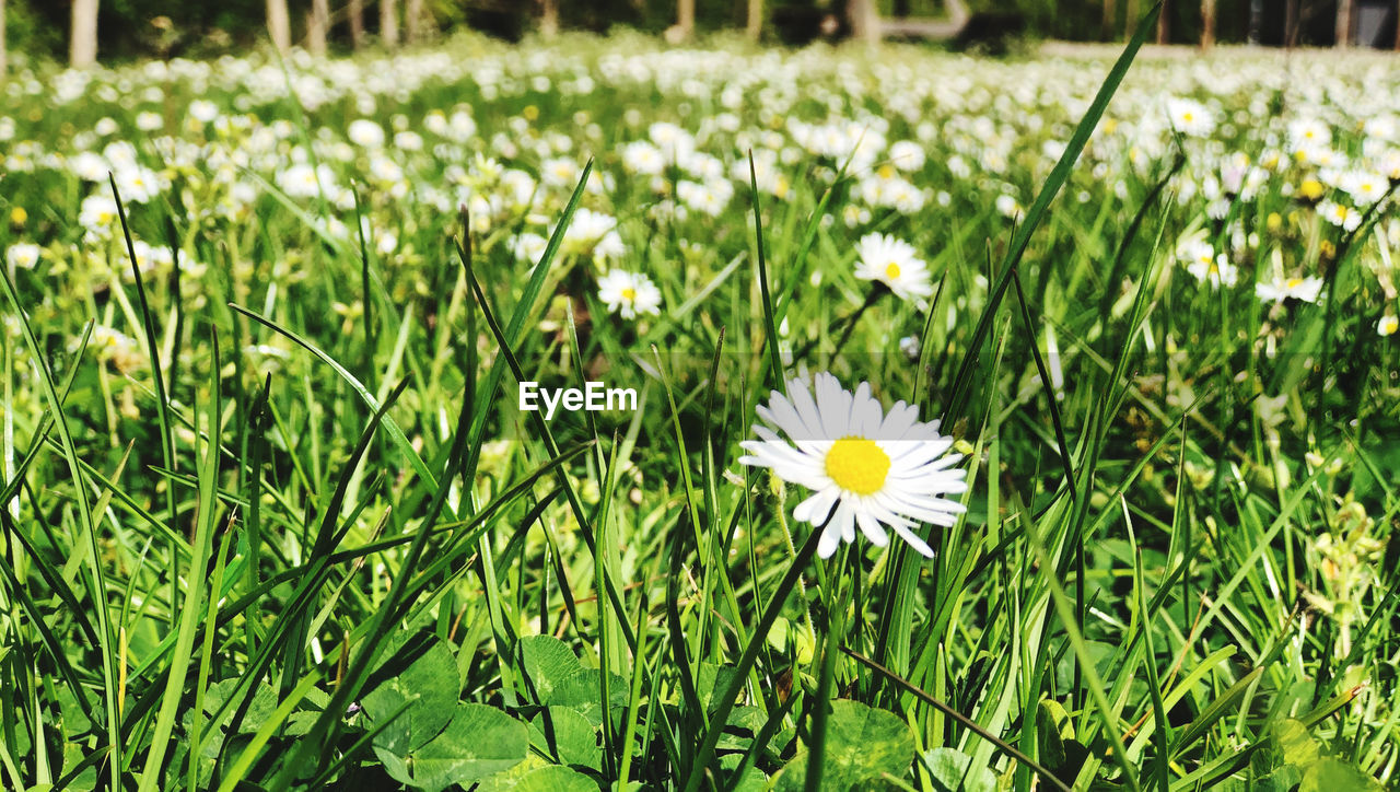 CLOSE-UP OF WHITE FLOWERING PLANTS GROWING ON FIELD