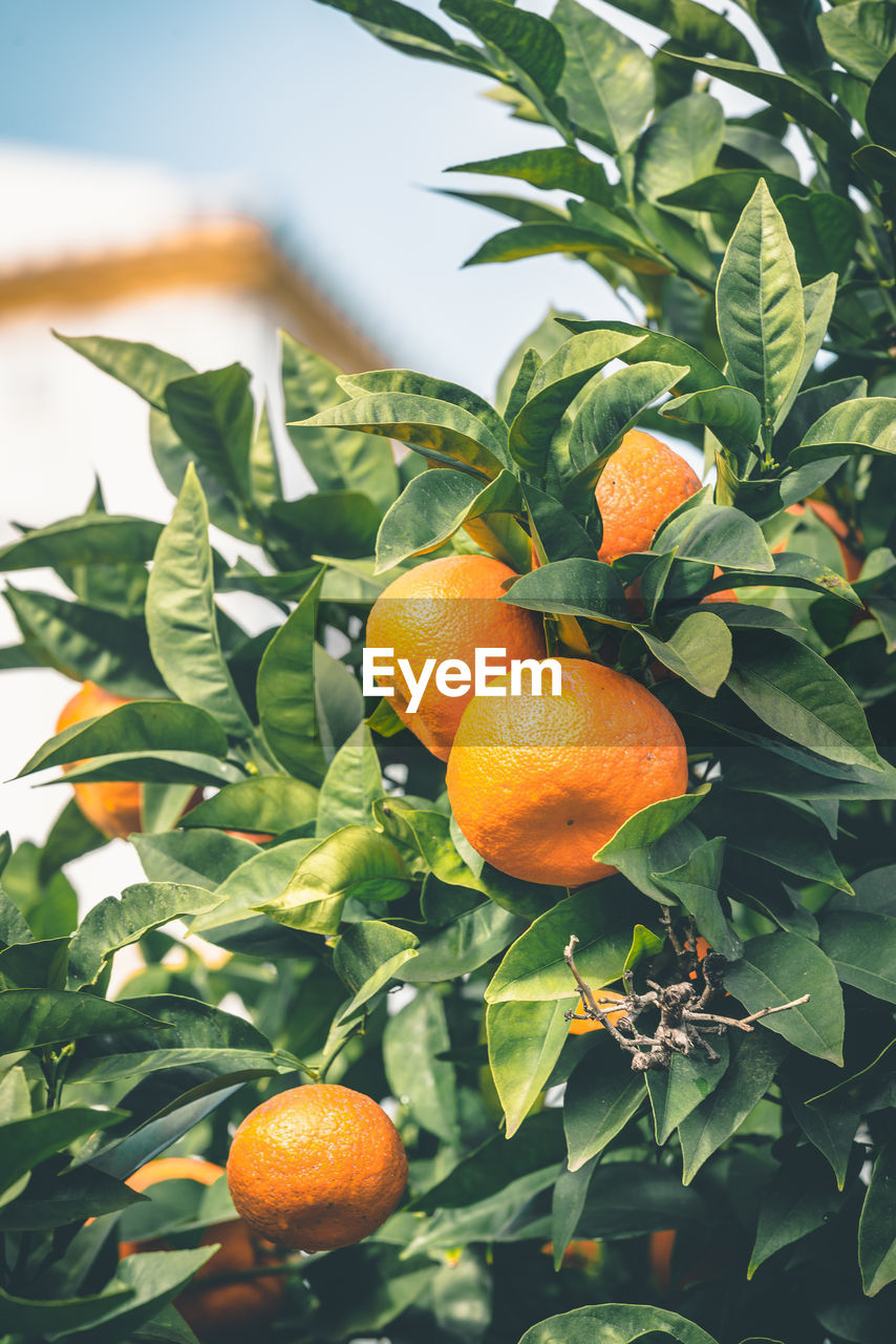 CLOSE-UP OF ORANGE TREE