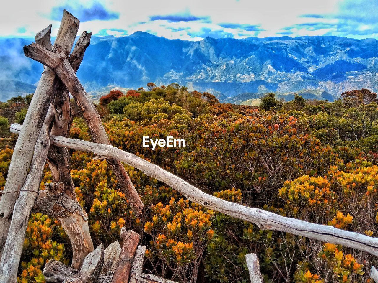 CLOSE-UP OF PLANT AGAINST MOUNTAIN RANGE