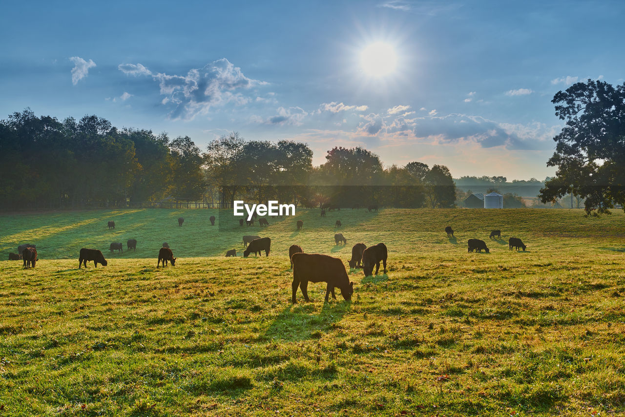 Cows grazing in the morning sun.