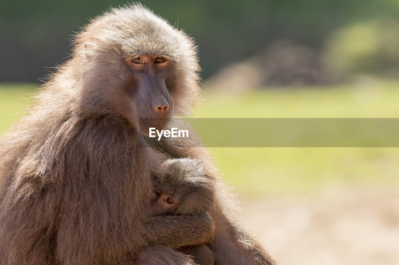 CLOSE-UP OF MONKEY LOOKING AWAY OUTDOORS