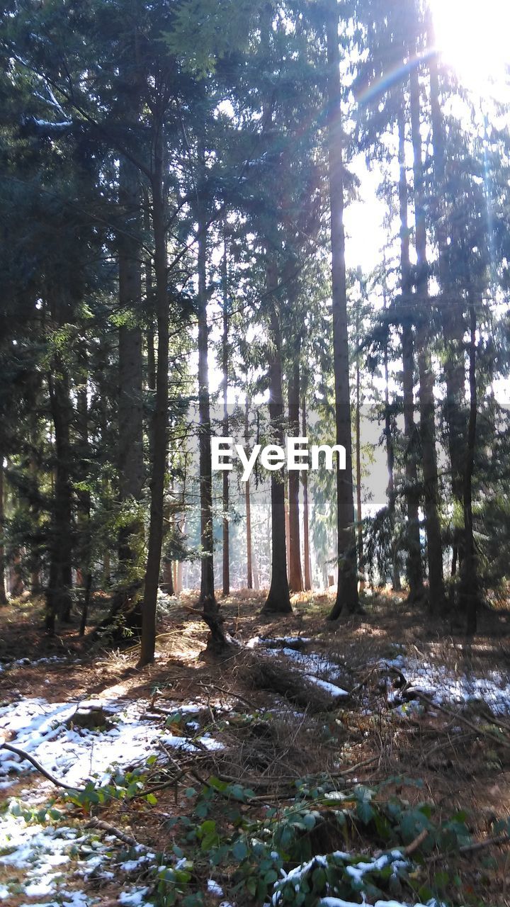 SCENIC VIEW OF FOREST