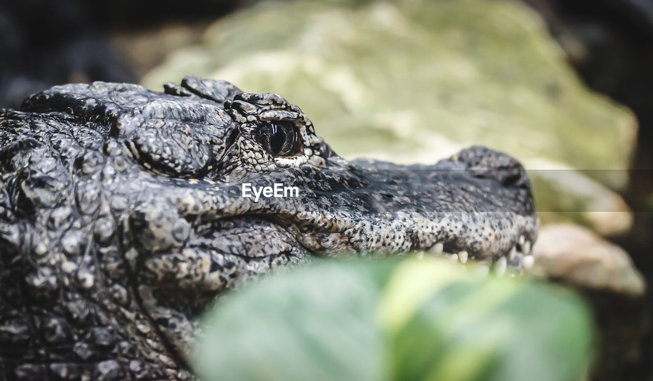 Close-up of alligator